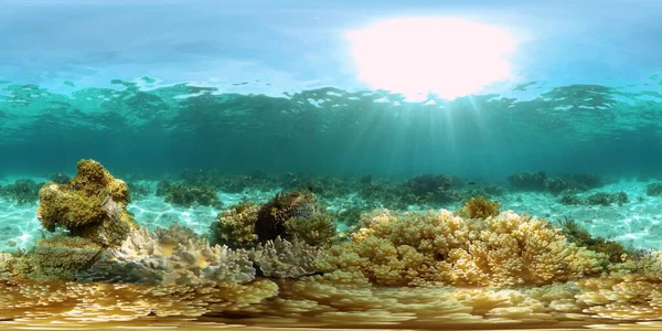 Csodálatos Gyönyörű Víz Alatti Színes Halak Korallok Trópusi Zátonyon Fülöp — Stock Fotó