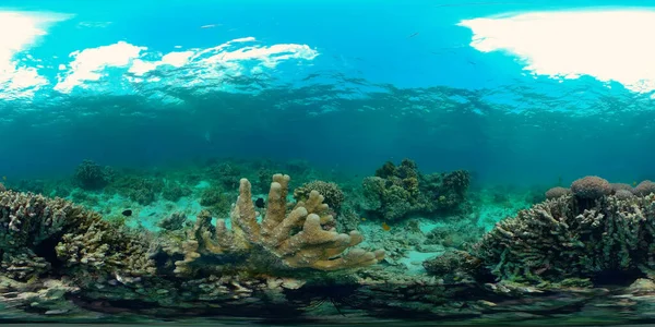 熱帯の海とサンゴ礁 水中魚とサンゴの庭 水中魚 熱帯サンゴ礁の海 カラフルな水中の海の風景です フィリピンだ 仮想現実360 — ストック写真