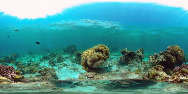Korallzátony Trópusi Kert Trópusi Víz Alatti Tengeri Halak Színes Trópusi — Stock Fotó