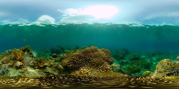 Koraalrif Onder Water Met Vissen Zeeleven Koraalrif Tropische Vissen Filippijnen — Stockfoto