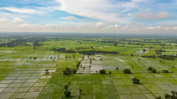 Εναέρια Επανδρωμένα Αεροσκάφη Των Αγρών Πράσινου Ρυζιού Των Γεωργών Στην — Φωτογραφία Αρχείου