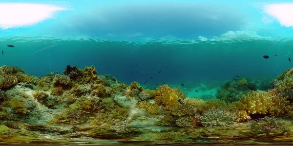 Reef Coral Tropical Garden Peixes Subaquáticos Tropicais Recifes Corais Tropicais — Fotografia de Stock