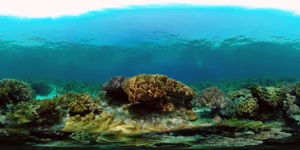 Κοραλλιογενή Ύφαλο Και Τροπικά Ψάρια Υποβρύχιος Κόσμος Των Φιλιππίνων Φιλιππίνες — Φωτογραφία Αρχείου