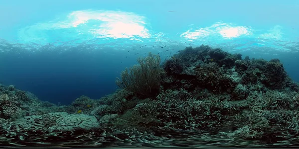 Ύφαλος Υποθαλάσσιος Τροπικός Κήπος Υποβρύχια Ψάρια Φιλιππίνες 360 Panorama — Φωτογραφία Αρχείου