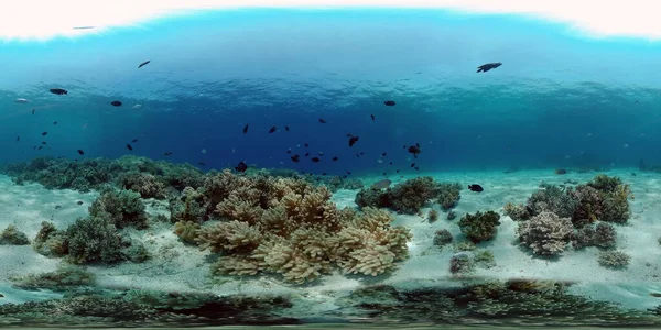 Korallträdgårdens Kustlandskap Och Undervattensvärlden Färgglada Tropiska Korallrev Livkorallrev Filippinerna 360 — Stockfoto