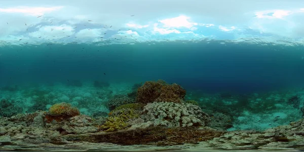 Farbenprächtiges Tropisches Korallenriff Tropisches Korallenriff Unterwasserfische Und Korallen Philippinen Virtuelle — Stockfoto