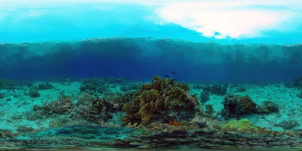 Bela Paisagem Subaquática Com Peixes Tropicais Corais Filipinas 360 Panorama — Fotografia de Stock