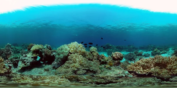 Όμορφο Υποβρύχιο Τοπίο Τροπικά Ψάρια Και Κοράλλια Φιλιππίνες 360 Panorama — Φωτογραφία Αρχείου