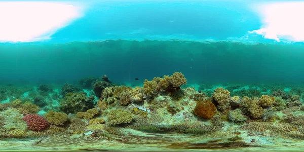Kleurrijk Tropisch Koraalrif Scene Rif Mariene Leven Zeewereld Filippijnen Virtual — Stockfoto