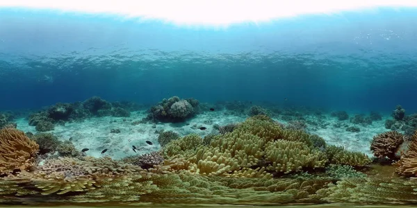 Reef Marine Underwater Scene. Tropical underwater sea fish. Philippines. Virtual Reality 360.