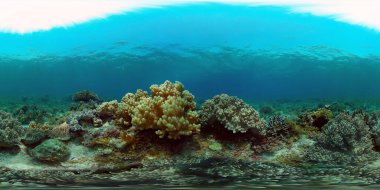 Tropikal balıklar ve mercan resifleri dalgıçlık yapıyor. Mercanlar ve balıklarla dolu güzel bir su altı dünyası. Filipinler. 360 panorama VR