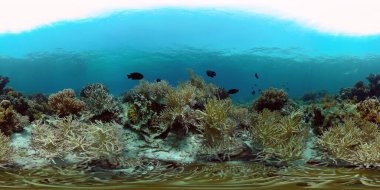 Tropik Balık Mercanları Deniz Resifi. Sualtı Tropikal Hayatı. Tropik sualtı balıkları. Su altı balık resifi denizcisi. Tropik renkli sualtı deniz manzarası. Filipinler. 360 panorama VR