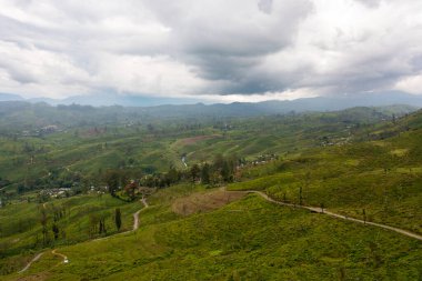 Tea estate landscape, Sri Lanka. Landscape with green fields of tea.