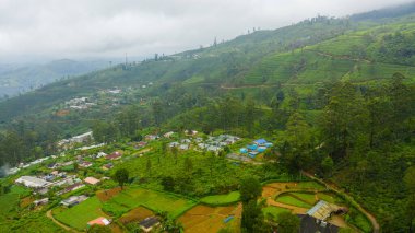 Tea plantation on top of mountain. Tea estate landscape, Sri Lanka.