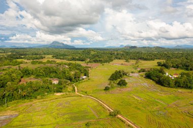 Rice fields and agricultural land in the countryside. Sri Lanka.