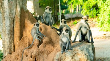 Sri Lanka 'da Gri Langur Maymunları. Specie Semnopithecus priam in Arugam bay.