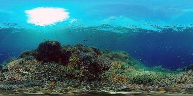 Mercan Kayalıklarında Tropikal Balıklar, sualtı sahnesi. Renkli tropikal mercan resifi. Sahne resifi. Filipinler. 360 panorama VR