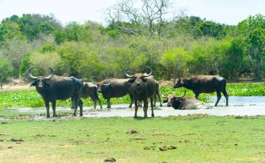 Sri Lanka Ulusal Parkı 'nda Bufalolar.