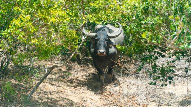 Sri Lanka 'nın ulusal parkında bizonlar.