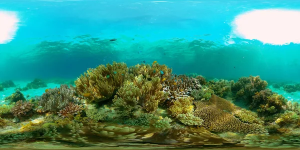 五彩斑斓的热带珊瑚礁软硬珊瑚 水下景观 旅行度假的概念 菲律宾 360幅全景Vr — 图库照片