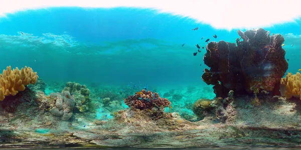 热带五彩斑斓的海底世界 有着五彩斑斓的鱼和珊瑚礁 菲律宾 360幅全景Vr — 图库照片
