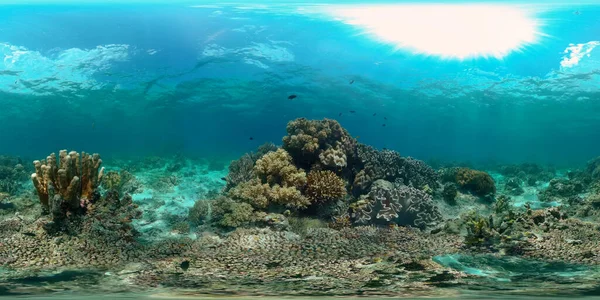 Rafa Koralowa Tropikalne Ryby Podwodny Świat Filipin Filipiny 360 Panorama — Zdjęcie stockowe