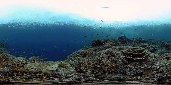 Farbenprächtiges Tropisches Korallenriff Szenenriff Meereslebewesen Meereswelt Philippinen Virtuelle Realität 360 — Stockfoto