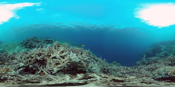 五彩斑斓的热带珊瑚礁软硬珊瑚 水下景观 菲律宾 虚拟现实360 — 图库照片