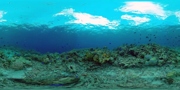 Undervattens Tropiska Färgglada Mjuk Hårda Koraller Havsutsikt Marint Undervattensrev Filippinerna — Stockfoto
