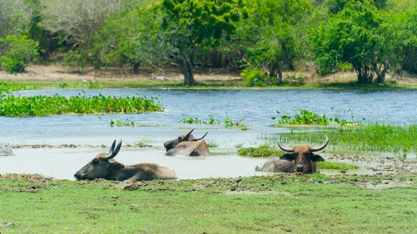 斯里兰卡国家公园内的水牛 — 图库照片