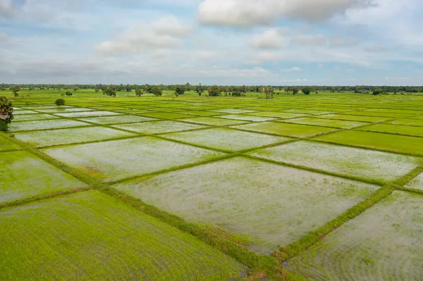 Πράσινα Χωράφια Ρυζιού Στην Ύπαιθρο Σρι Λάνκα — Φωτογραφία Αρχείου