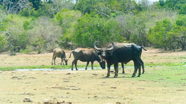 Буфало Національному Парку Шрі Ланки — стокове фото