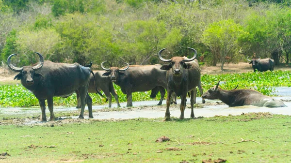 Sri Lanka Ulusal Parkı 'nda Bufalolar.