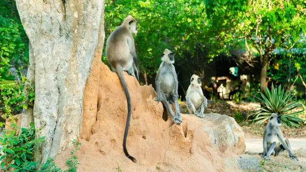 Scimmie Grigie Langur Sri Lanka Specie Semnopithecus Priam Nella Baia — Foto Stock