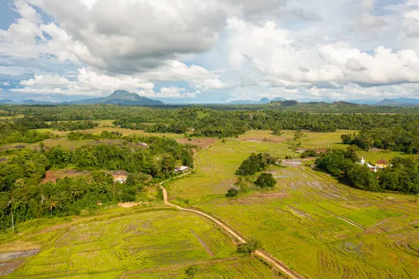 Rice fields and agricultural land in the countryside. Sri Lanka.
