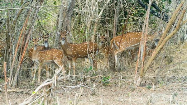 Cerfs Parmi Les Fourrés Tropicaux Dans Parc National Sri Lanka — Photo