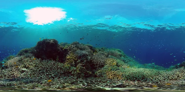 Tropiska Fiskar Korallrev Undervattensscen Färgglada Tropiska Korallrev Scenrevet Filippinerna 360 — Stockfoto