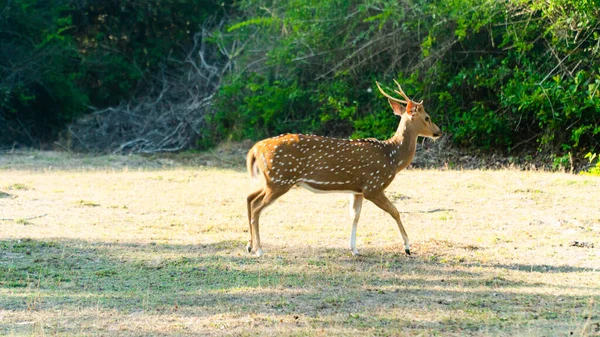 Ciervos Entre Matorrales Tropicales Parque Nacional Sri Lanka —  Fotos de Stock