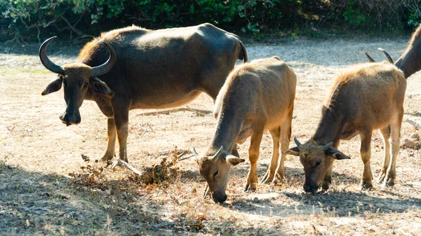 斯里兰卡国家公园内的水牛 — 图库照片