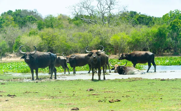 Sri Lanka Ulusal Parkı 'nda Bufalolar.