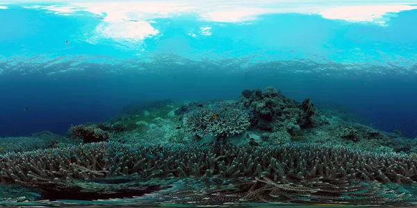 Underwater scene coral reef. Hard and soft corals, underwater landscape. Travel vacation concept. Philippines. Virtual Reality 360.