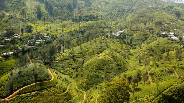 stock image Tea plantations and agricultural land in a mountainous province. Tea estate landscape. Maskeliya, Sri Lanka.