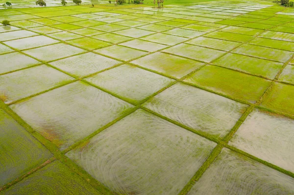 Αεροφωτογραφία Των Λιβαδιών Πράσινου Ρυζιού Στην Ύπαιθρο Σρι Λάνκα — Φωτογραφία Αρχείου