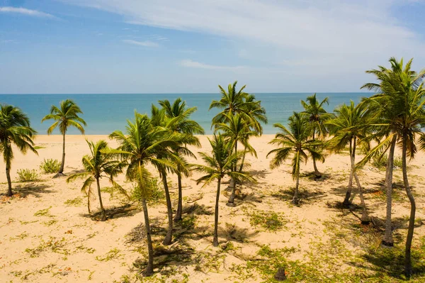 拥有棕榈树和绿水的沙地海滩的空中无人机 斯里兰卡 — 图库照片