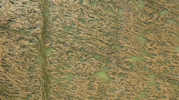 Dron Powietrzny Powierzchni Morza Glonami Wodorostami Morskimi — Zdjęcie stockowe