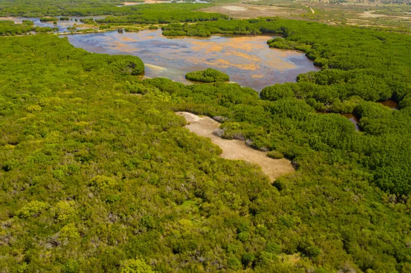 Stock image Aerial view of tropical forest with trees in the middle of a swamp. Sri Lanka.