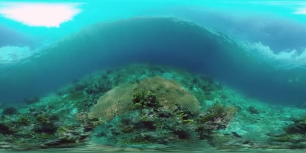 Tropisch Koraalrif Zeegezicht Met Vissen Harde Zachte Koralen 360Vr Video — Stockvideo