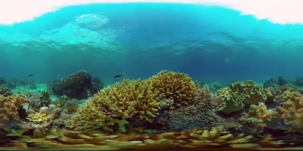 Korálová Zahrada Mořská Pláň Podmořský Svět Barevné Tropické Korálové Útesy — Stock video