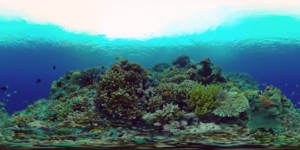 Tropisch Onderwater Kleurrijk Rif Tropische Onderwater Vissen Filippijnen Virtual Reality — Stockvideo