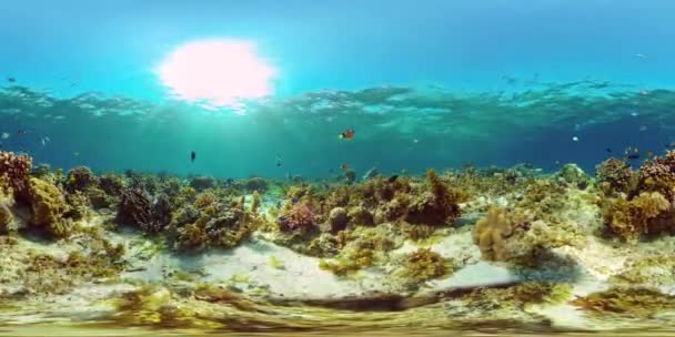 Recifes Corais Tropicais Coloridos Recifes Cena Paisagem Marinha Debaixo Água — Vídeo de Stock